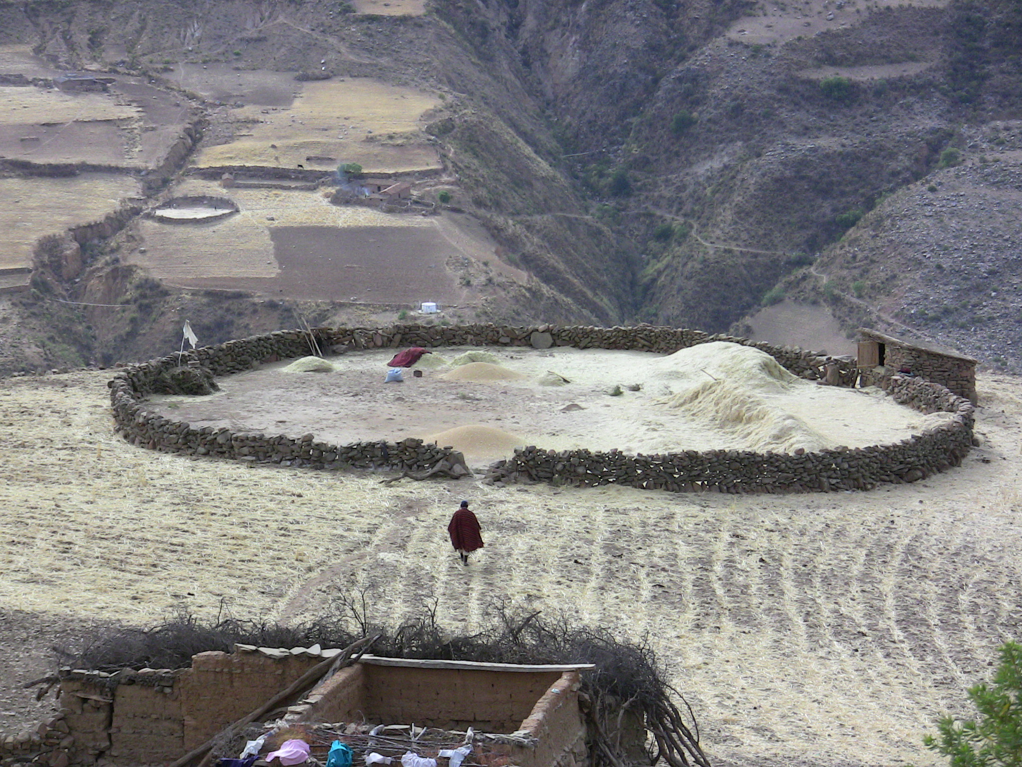 Farmer prepares to thresh wheat with handtools, Chuquisaca, Bolivia 2009